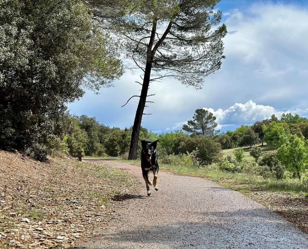 Sao des Crocs de Provence