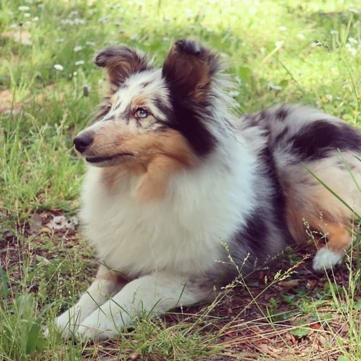 Olga papillon bleue des Crocs de Provence