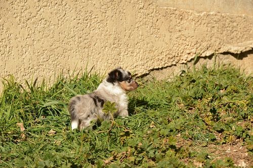 Olya bleue des Crocs de Provence