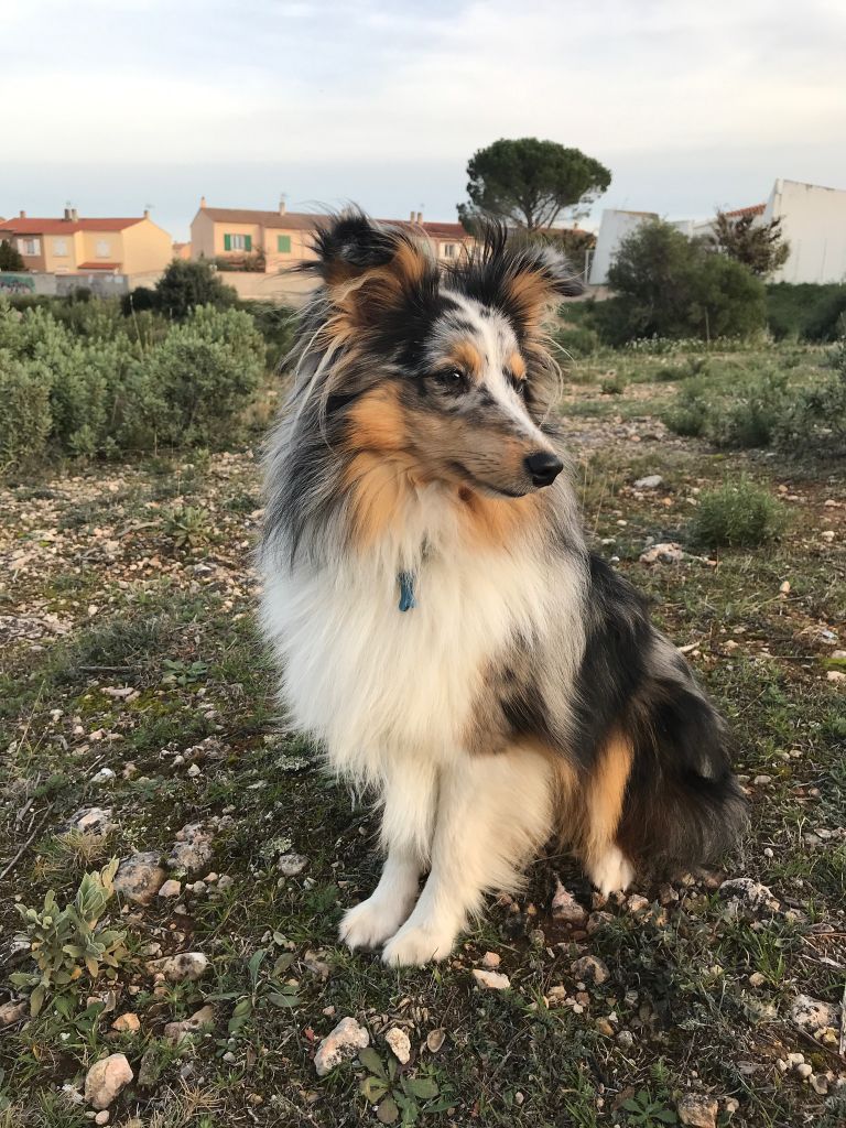 Tiago blue des Crocs de Provence