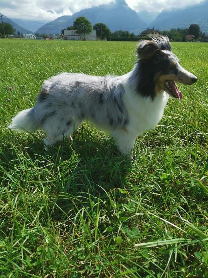 Roxie bleue des Crocs de Provence