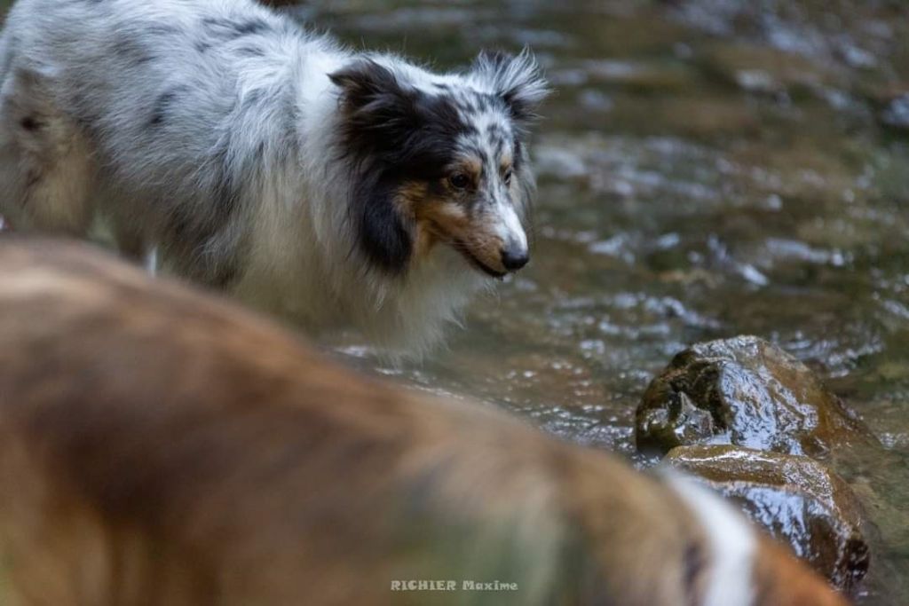 Roxie bleue des Crocs de Provence