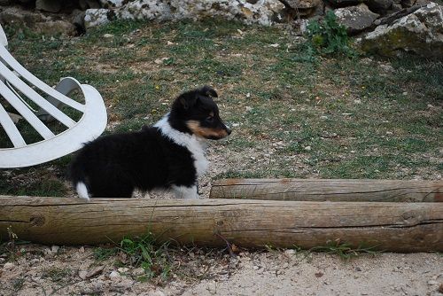 Salto brun des Crocs de Provence