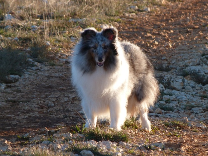 First lady la bleue des Crocs de Provence