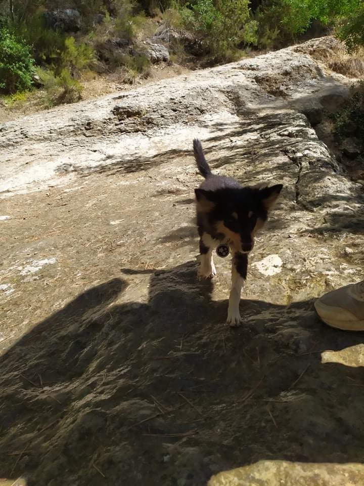 Sansa brune des Crocs de Provence