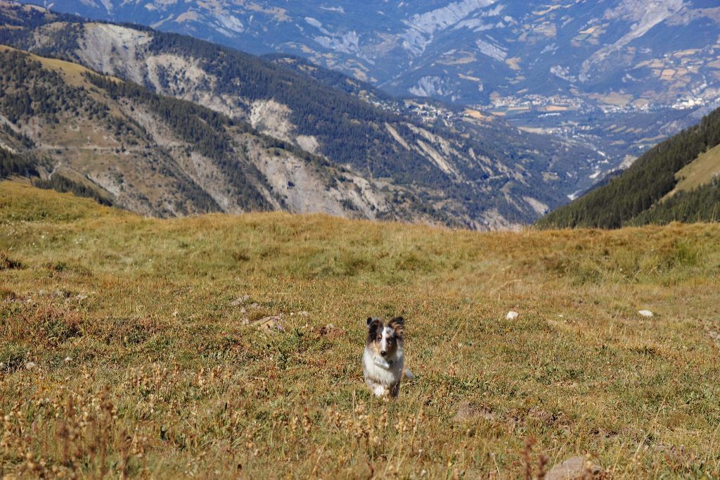 Rush bleu des Crocs de Provence