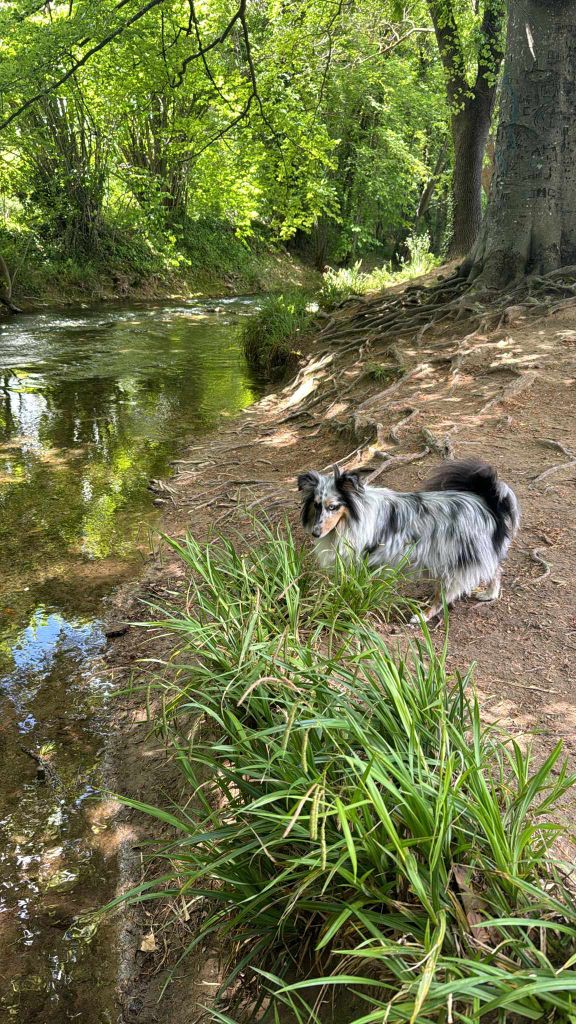 Shiro bleu des Crocs de Provence