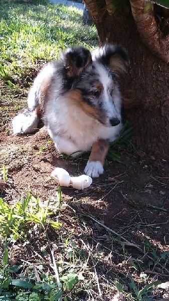 Jessy bleue des Crocs de Provence