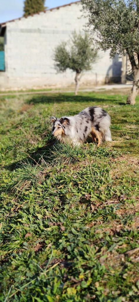 Seiya bleue des Crocs de Provence