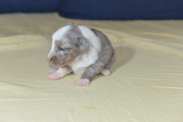 Jessy bleue des Crocs de Provence