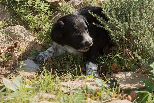 Occhiolino des Crocs de Provence