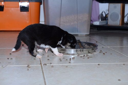 Nausicaa des Crocs de Provence