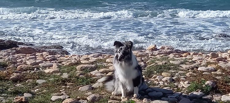 Rebel la bleue des Crocs de Provence