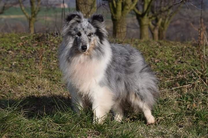 First lady la bleue des Crocs de Provence