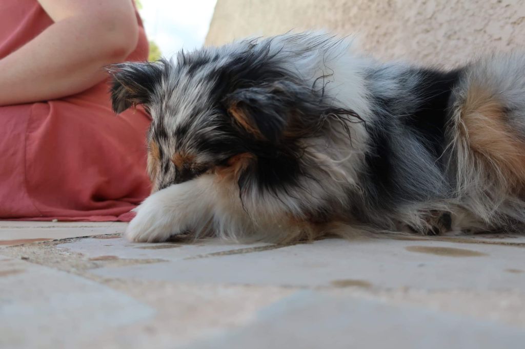 Olga papillon bleue des Crocs de Provence