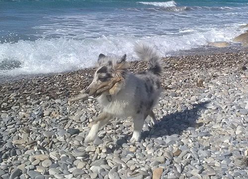 Nami bleue des Crocs de Provence