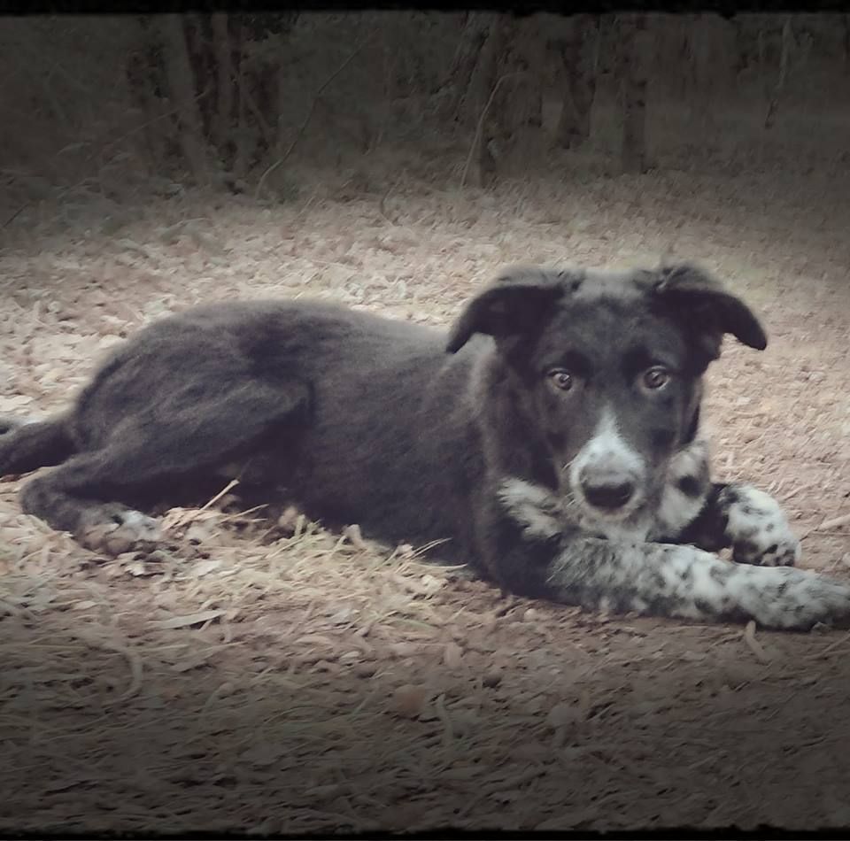 Occhiolino des Crocs de Provence