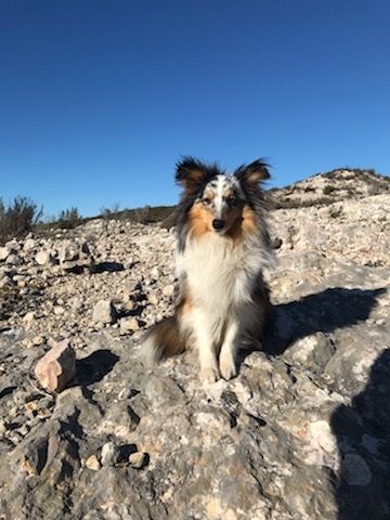 Tiago blue des Crocs de Provence