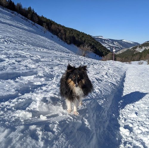 Super rocky brun des Crocs de Provence