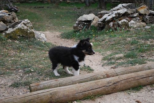 Super rocky brun des Crocs de Provence