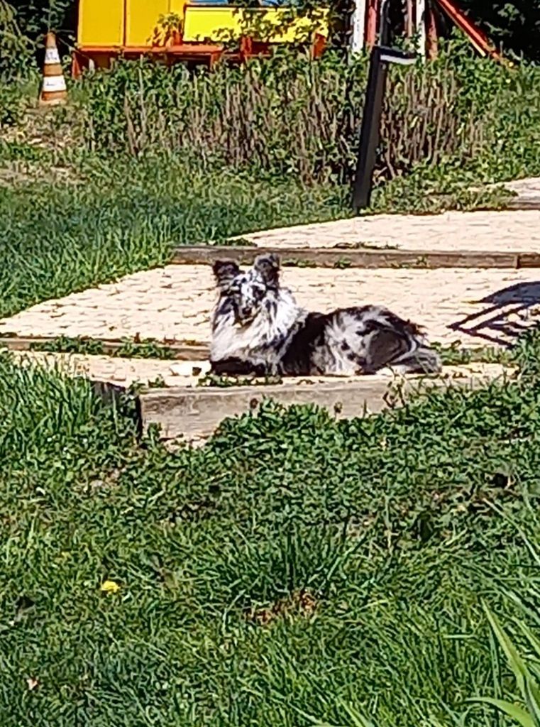 Rebel la bleue des Crocs de Provence