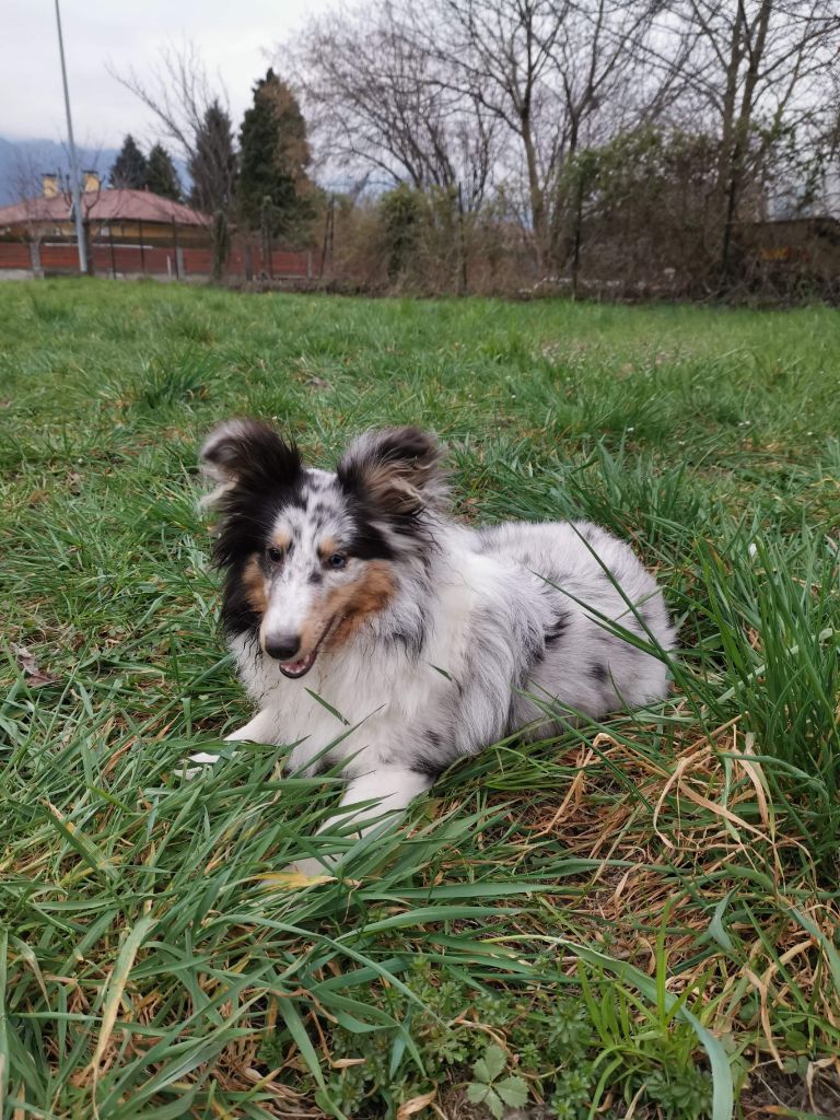 Roxie bleue des Crocs de Provence