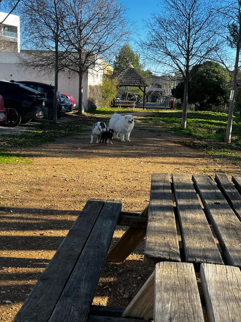 Vallonia brune des Crocs de Provence