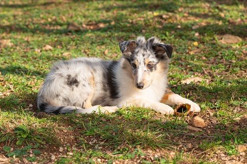 Vaban le prince rebelle bleu des Crocs de Provence