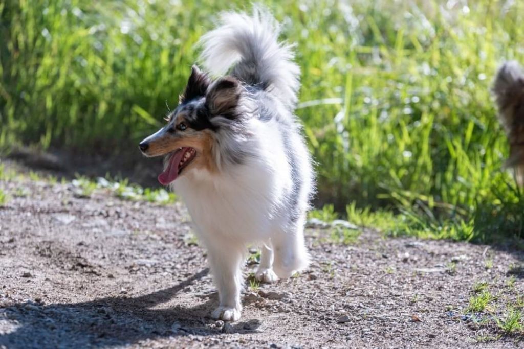 Roxie bleue des Crocs de Provence