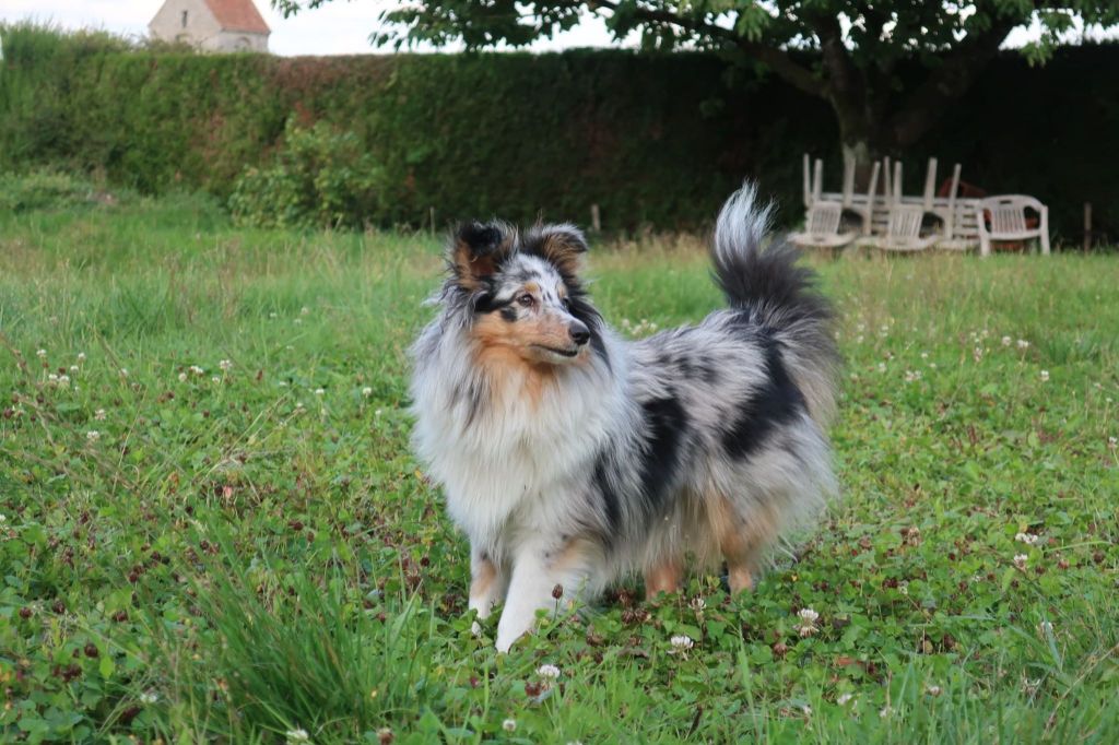 Olga papillon bleue des Crocs de Provence