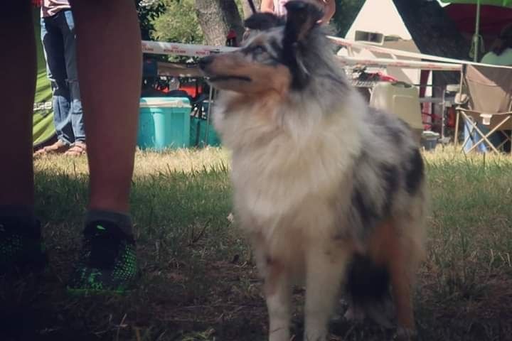 Olga papillon bleue des Crocs de Provence