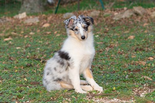 Vaban le prince rebelle bleu des Crocs de Provence