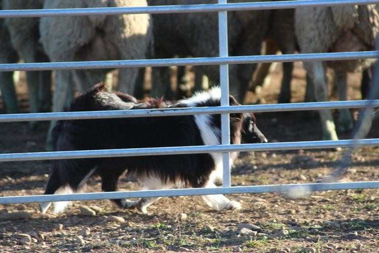 Idylle noire des Crocs de Provence