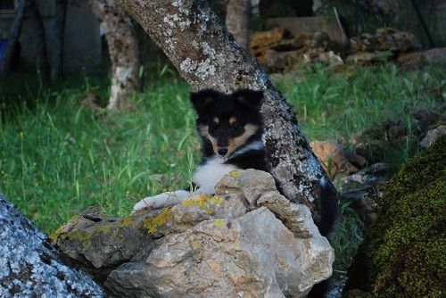 Sansa brune des Crocs de Provence