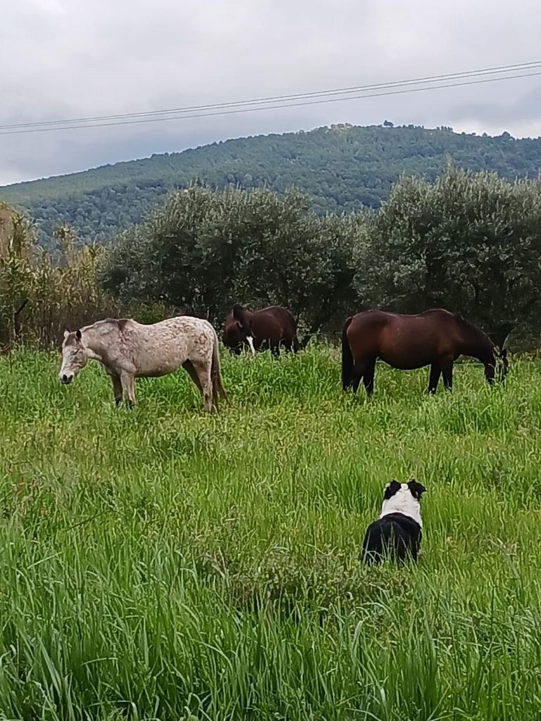 Guet-apens des Crocs de Provence