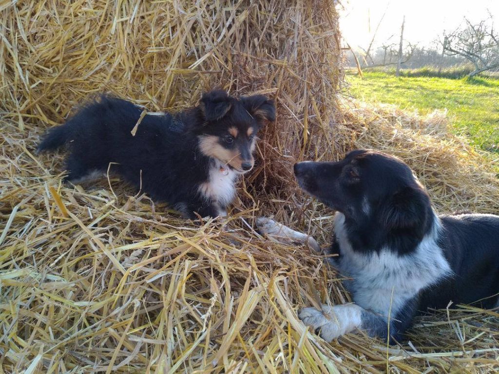 Outside duo brune des Crocs de Provence