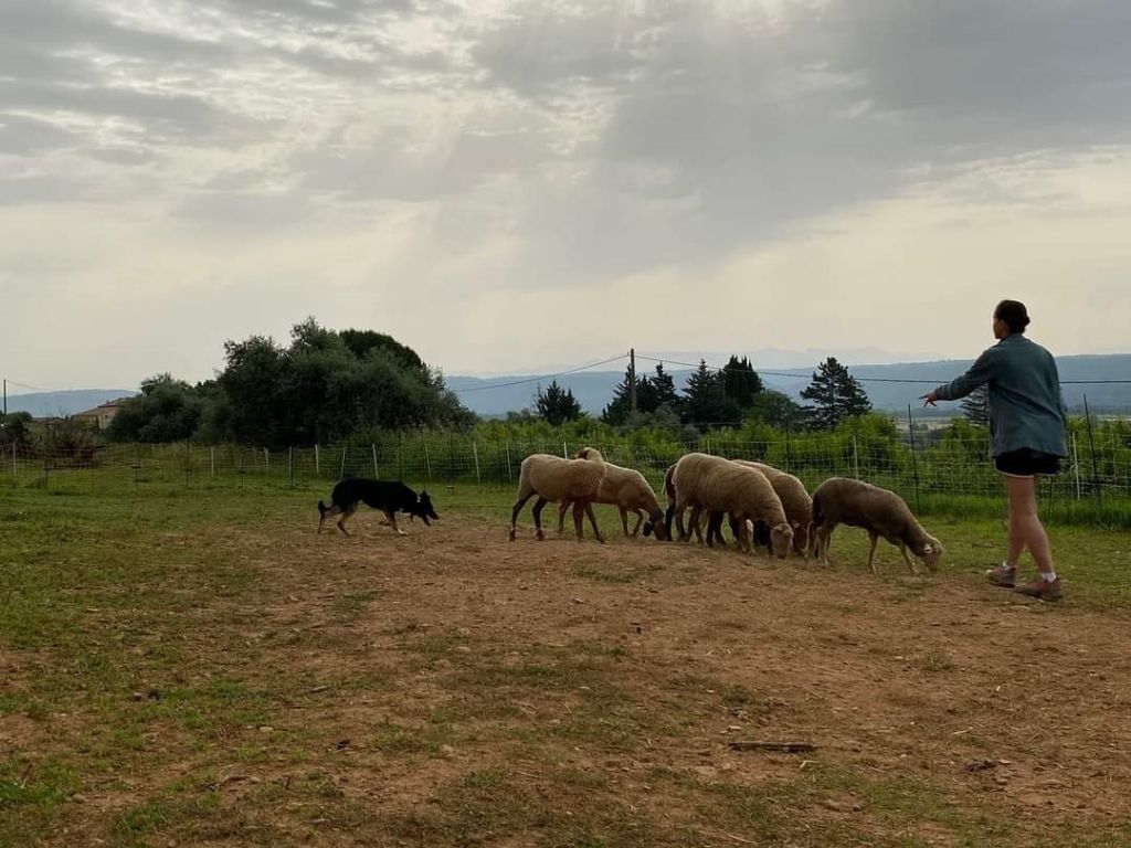 Sao des Crocs de Provence