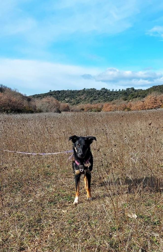 Sao des Crocs de Provence