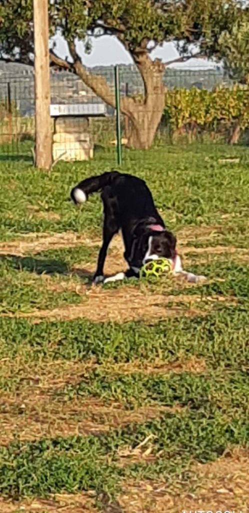 Ruby des Crocs de Provence