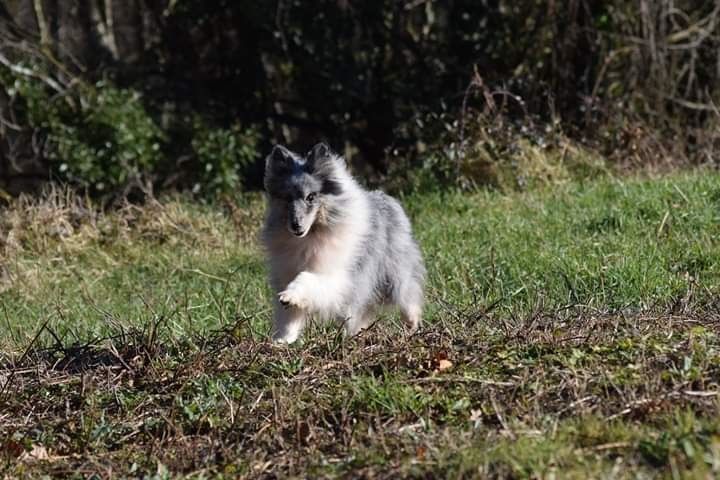 First lady la bleue des Crocs de Provence