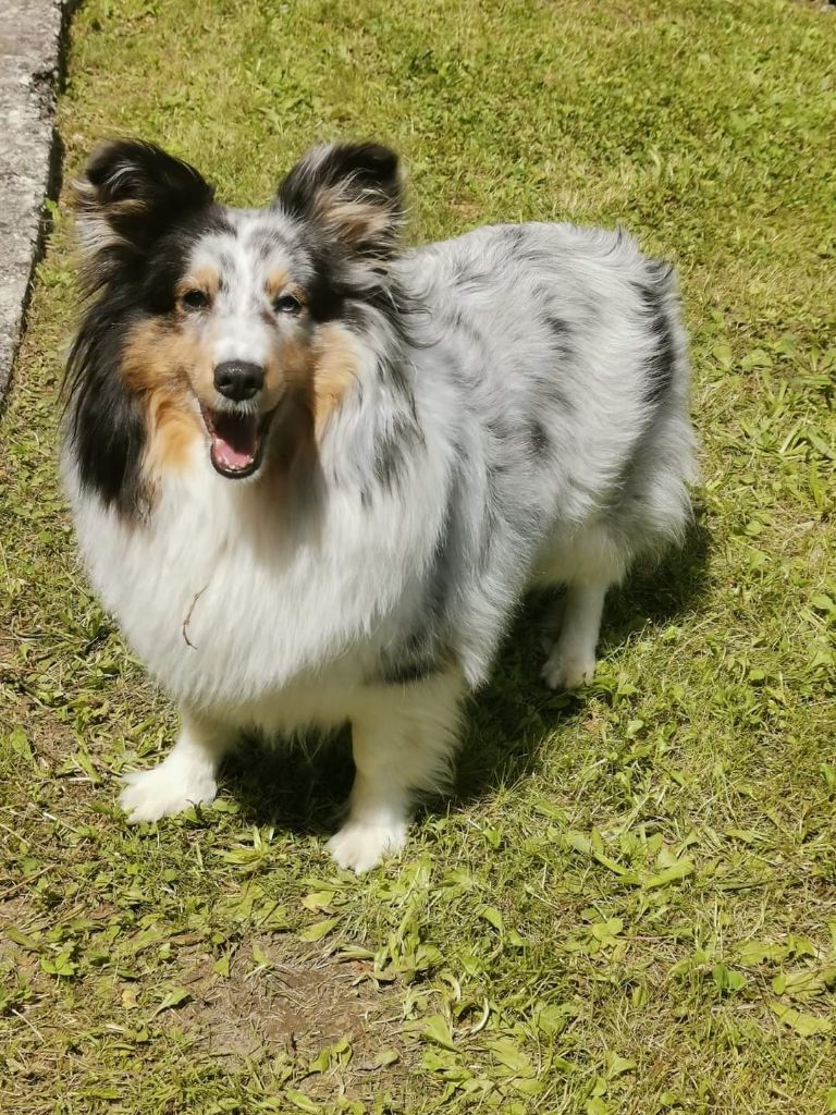 Roxie bleue des Crocs de Provence