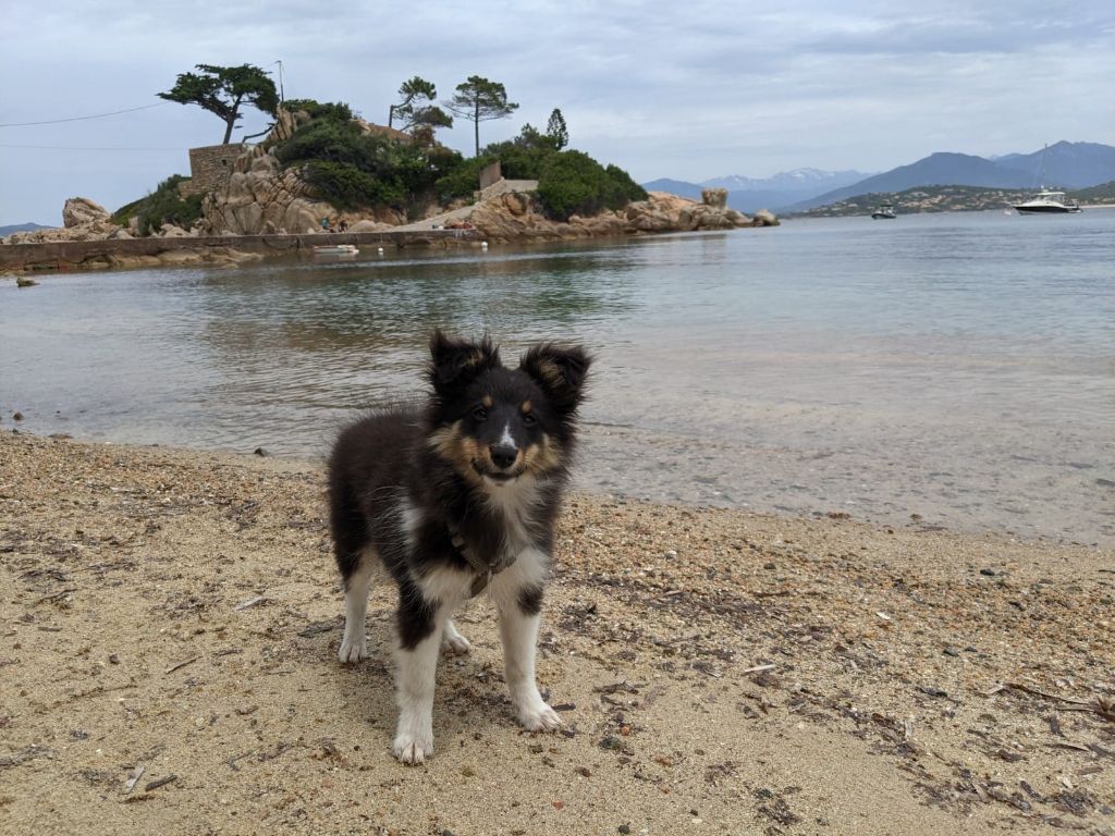 Super rocky brun des Crocs de Provence