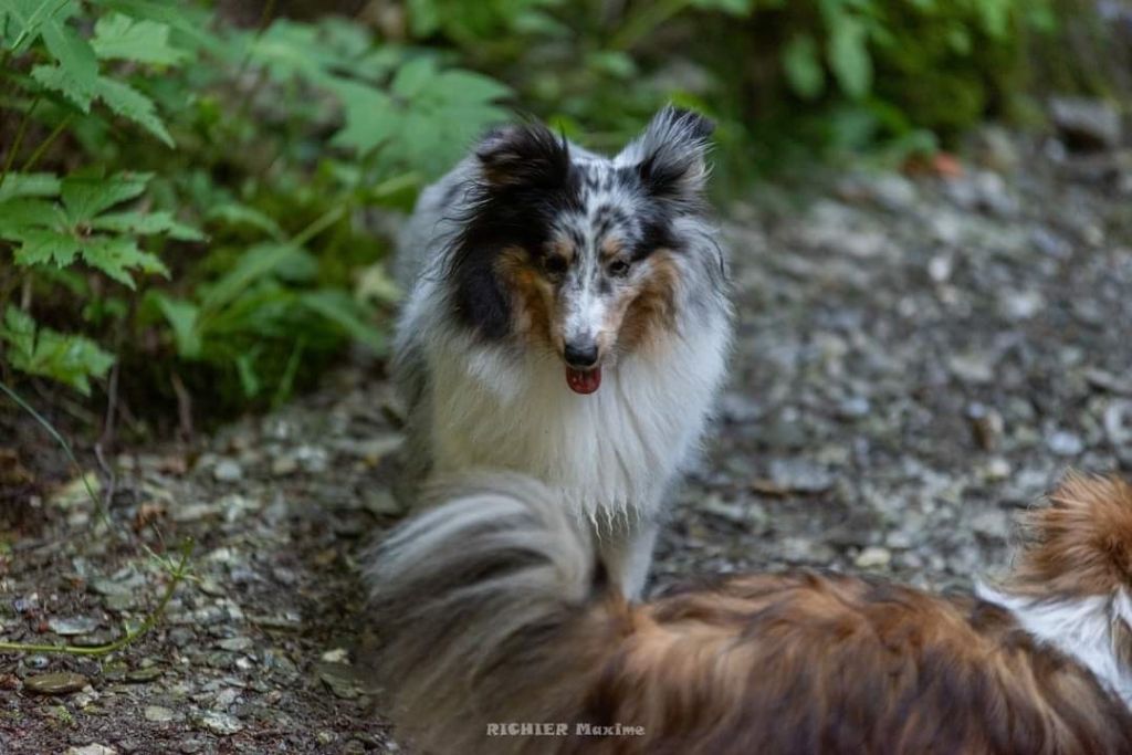 Roxie bleue des Crocs de Provence