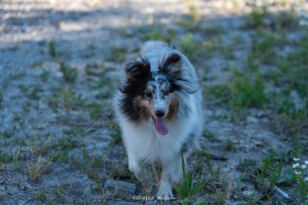 Roxie bleue des Crocs de Provence