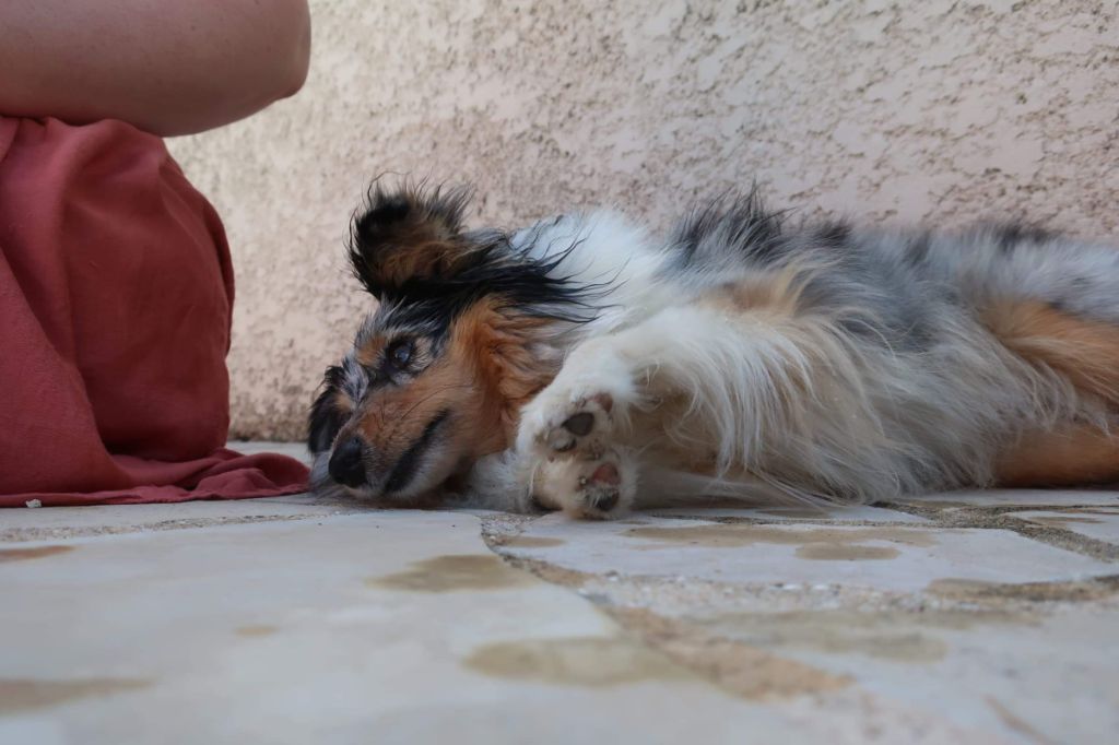 Olga papillon bleue des Crocs de Provence