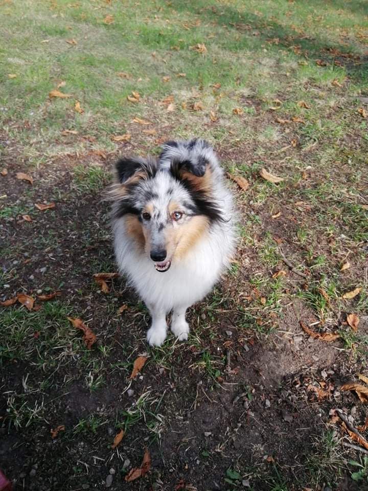 Olga papillon bleue des Crocs de Provence