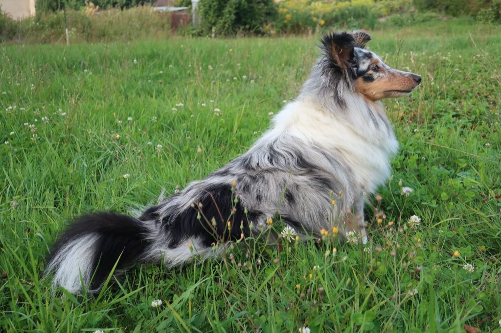 Olga papillon bleue des Crocs de Provence