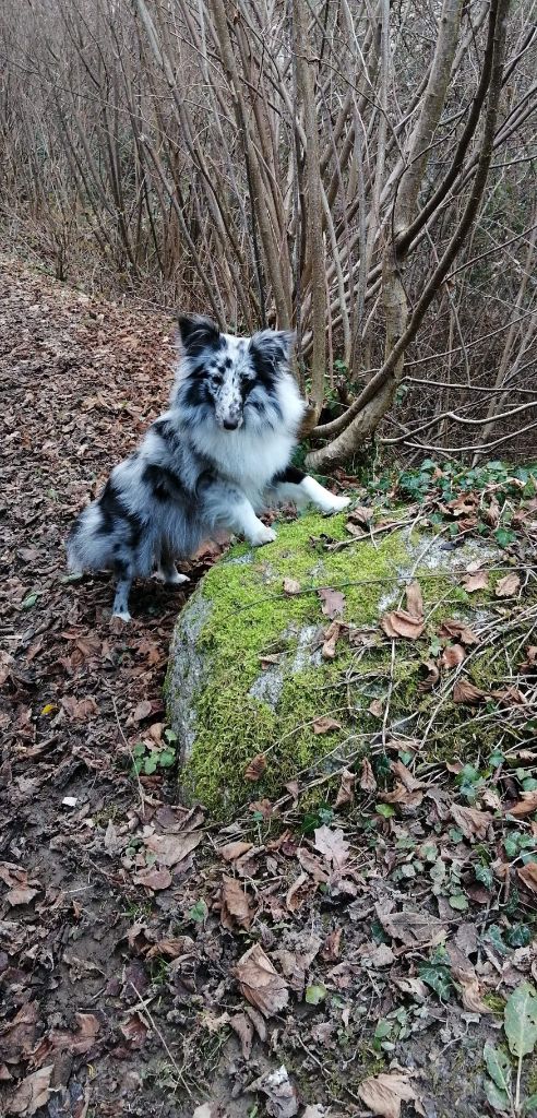 Rebel la bleue des Crocs de Provence