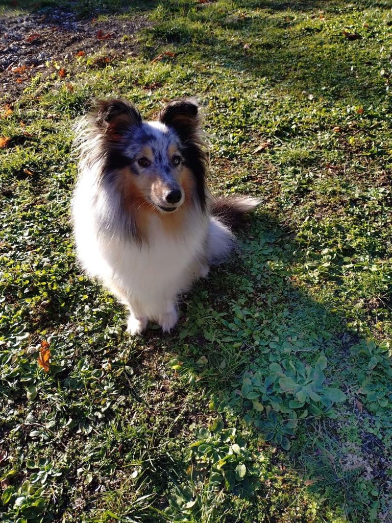 Olga papillon bleue des Crocs de Provence