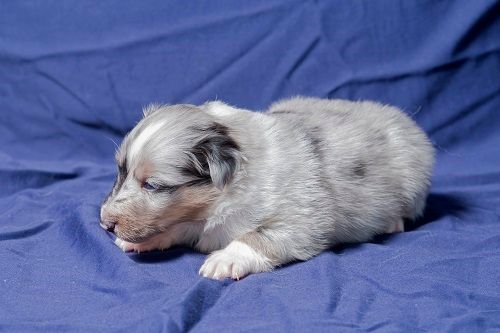 Shiro bleu des Crocs de Provence